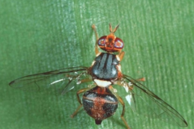 mosca olearia