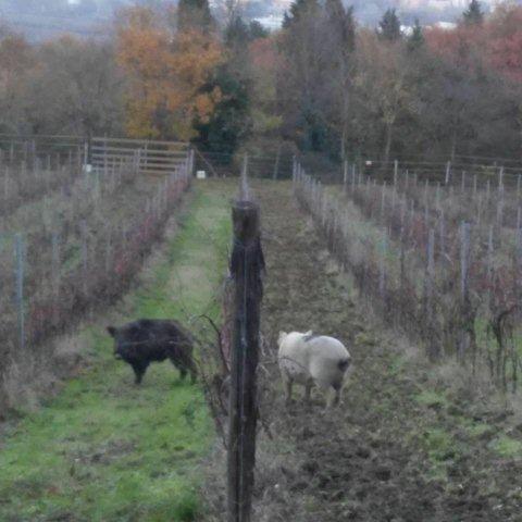 cinghiale-e-porcellino