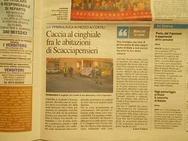 la-nazione-28-dicembre-articolo-di-laura-valdesi-su-cinghiali-scacciapensieri