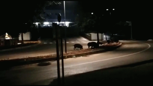 branco-di-cinghiali-alla-coop-delle-grondaie-foto-da-radiosienatv