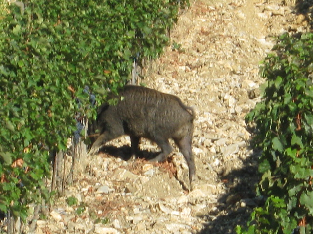 cinghiale-uva