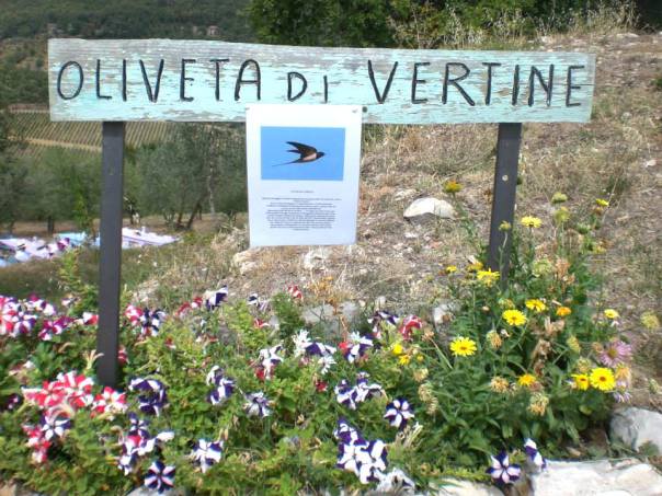 oliveta-vertine