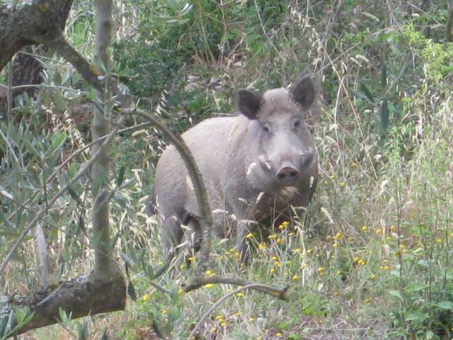 cinghiale-del-chianti-3