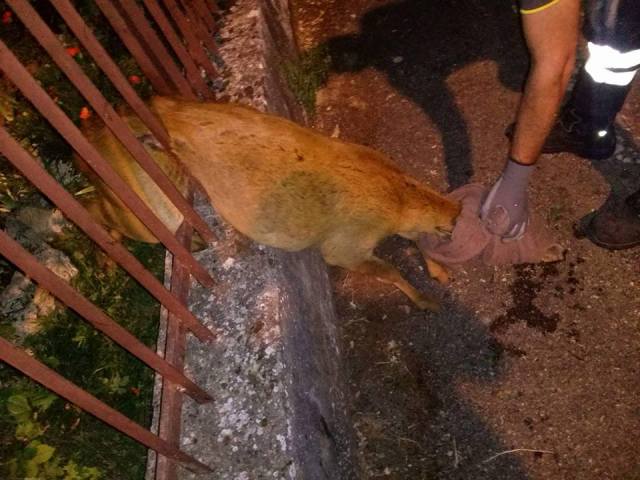 staggia, cerbiatta incastrata nella ringhiera e liberata dai vigili del fuoco