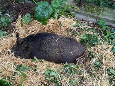 vagliagli il parto della cinghiala