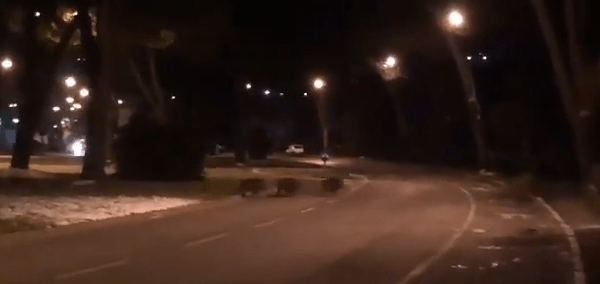 cinghiali-viale-bracci foto da radio siena tv