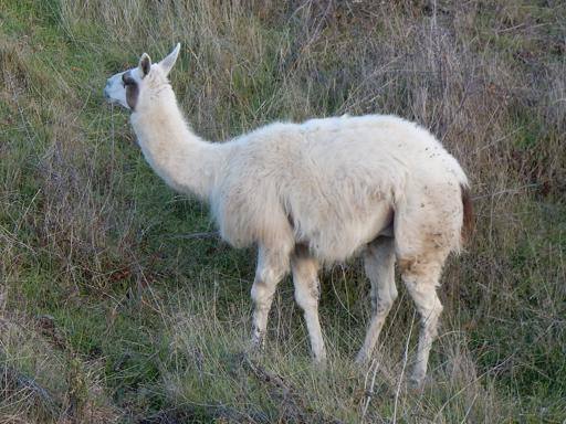 lama nel chianti foto da corriere fiorentino