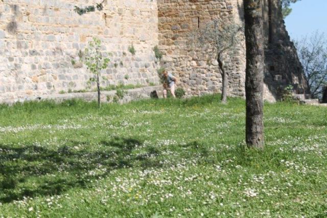 san gimignano cacare in letizia alla rocca 21 aprile 2018 (11)