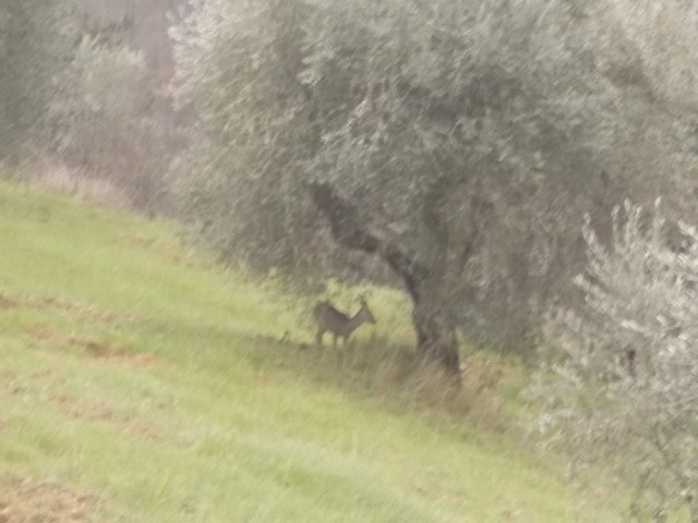 daino e olivo nel chianti