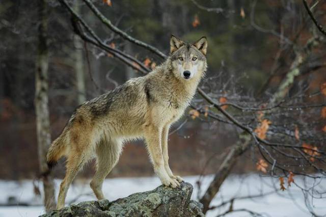 lupo foto da greenMe