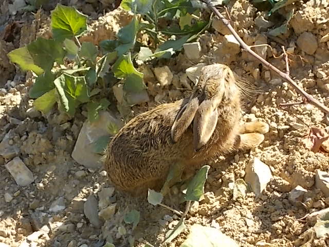 leprotto vigna vertine