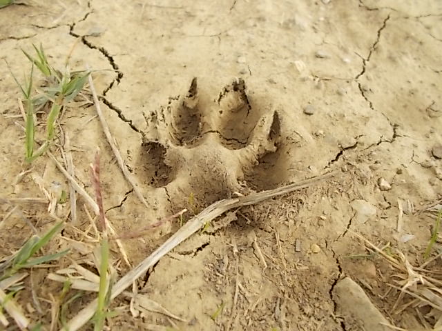 orma impronta lupo