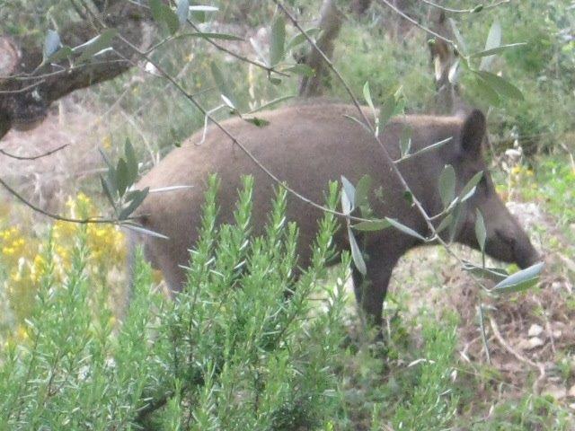 cinghiale-del-chianti-2.jpg