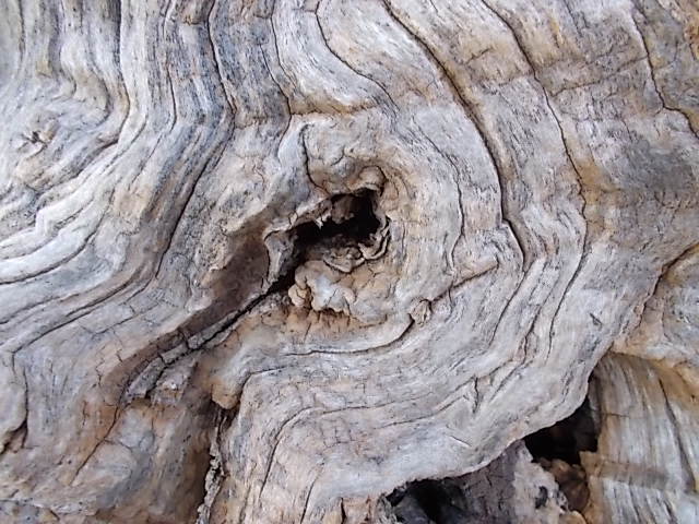 occhio cavallo triste dentro un moro