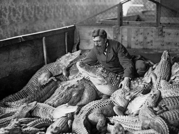 98261-Fratelli-Alinari_Ritratto-di-un-uomo-in-mezzo-ad-alligatori-e-caimani-nellacquario-indoafricano-di-Firenze_1915-20-circa