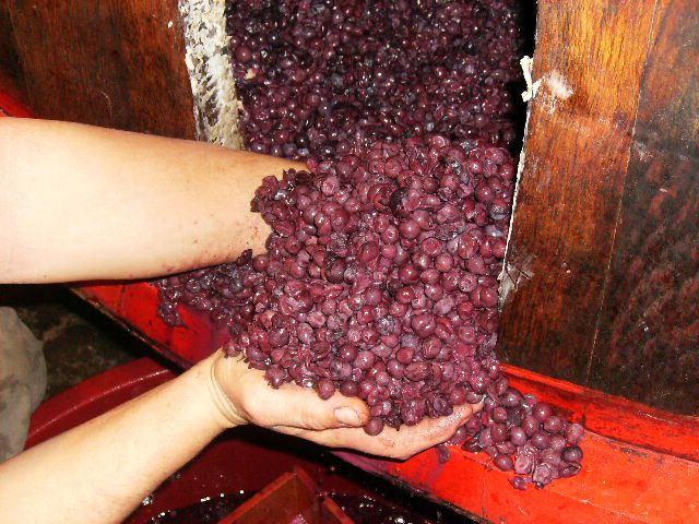 fermentazione-nel-legno-e-svinatura