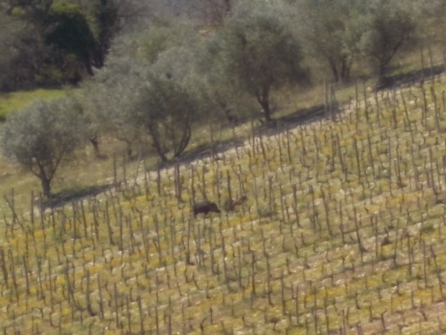 cinghiala con figli chianti