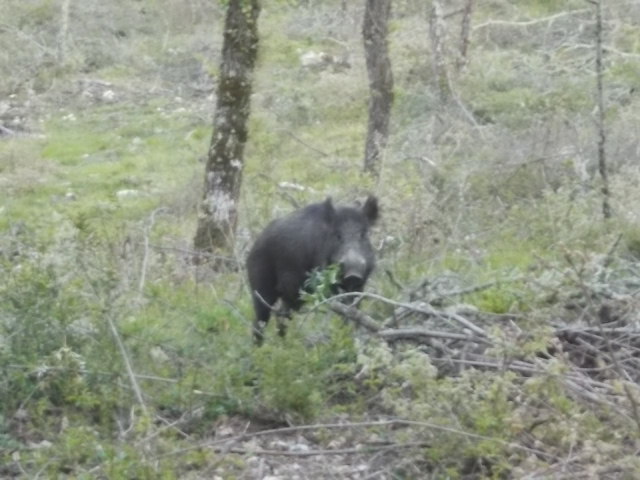 cinghiale vertine chianti