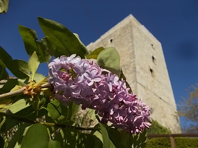 vertine, lilla, luis sepulveda