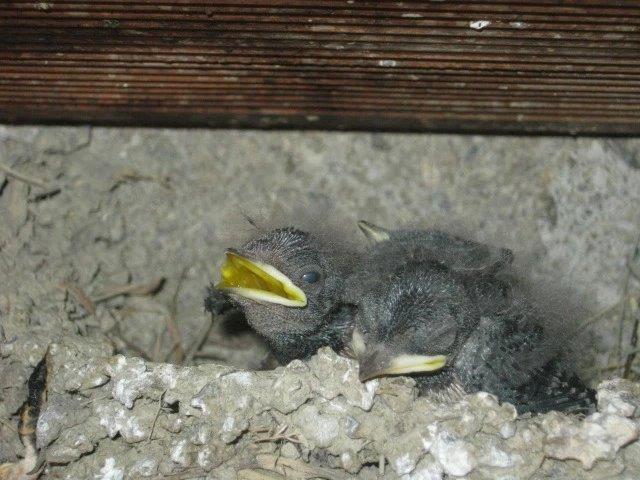 nido di rondine e rondinotti