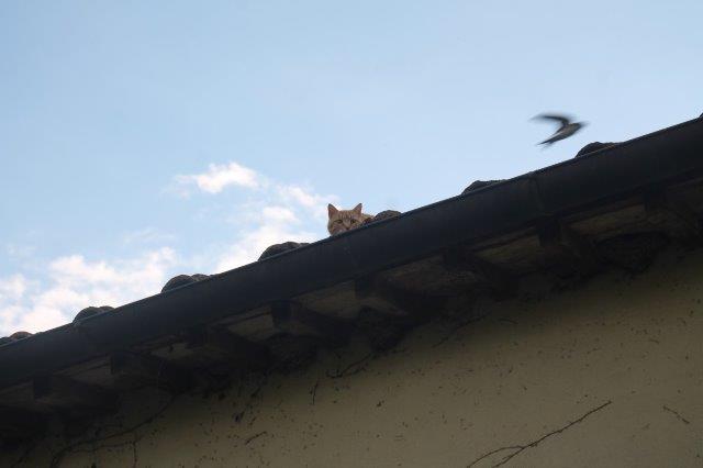 gatto e rondine pacina