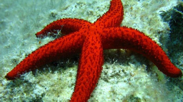 stella marina foto da sardegna in blog