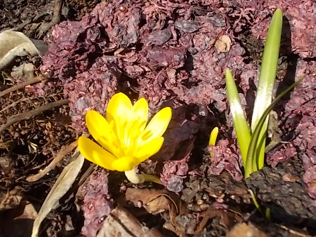 il crocus che nasce nella vinaccia