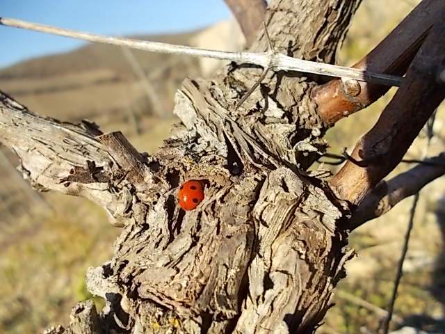 coccinella sulle viti che piangono