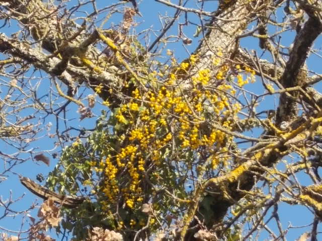 cielo d'azzurro e di vischio