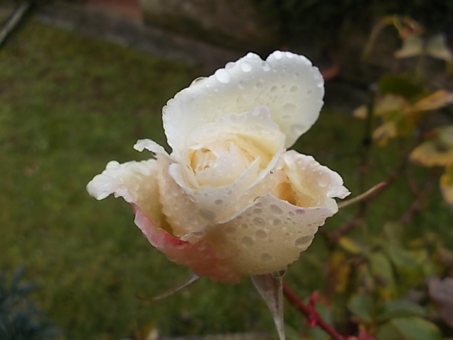 rosa candida e fucsia