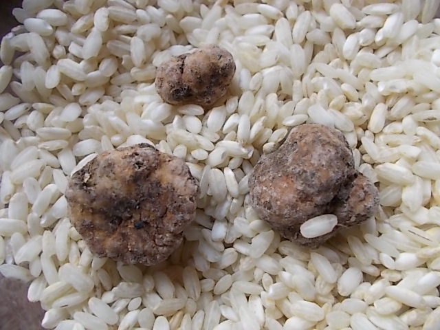 tartufo marzuolo di vertine