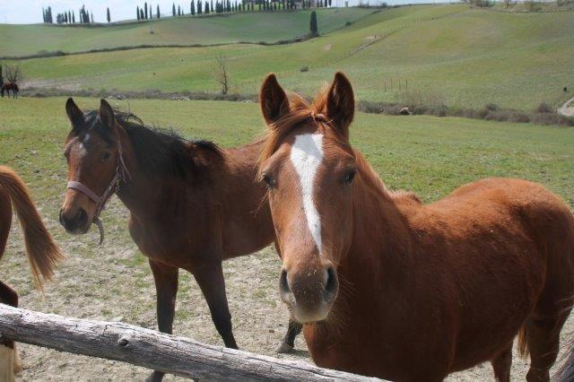 Cavallo Felice Gonfiabile A Tema Mickey Mouse - 33 Cm, Colore Rosa, Per Gioco E Piscina