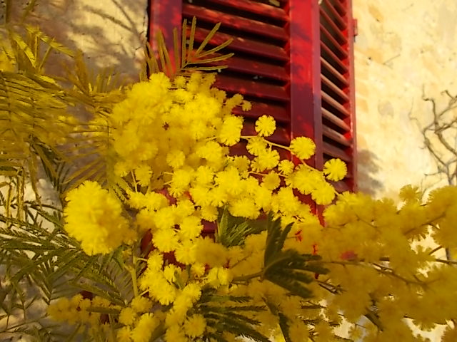 mimosa finestra rossa berardenga