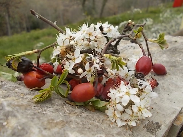 pruno fiorito e rosa canina