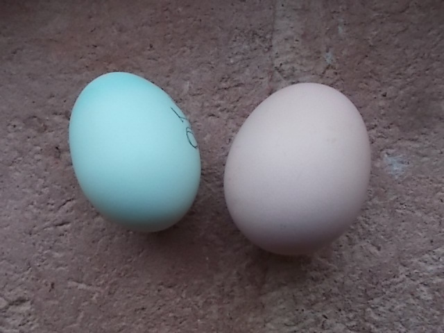 uova di gallina celesti turchese