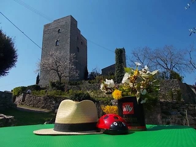 coccinella e vertine