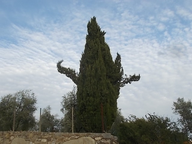 vertine cipresso come madonna misericordia