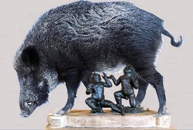 lupa capitolina alias cinghiale, premio per simone bezzini