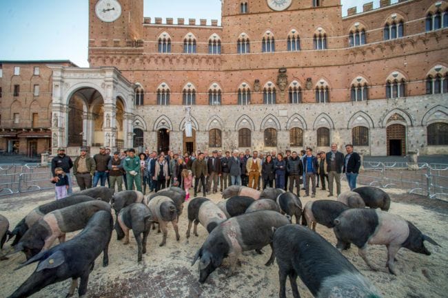 cinta senese in piazza del campo