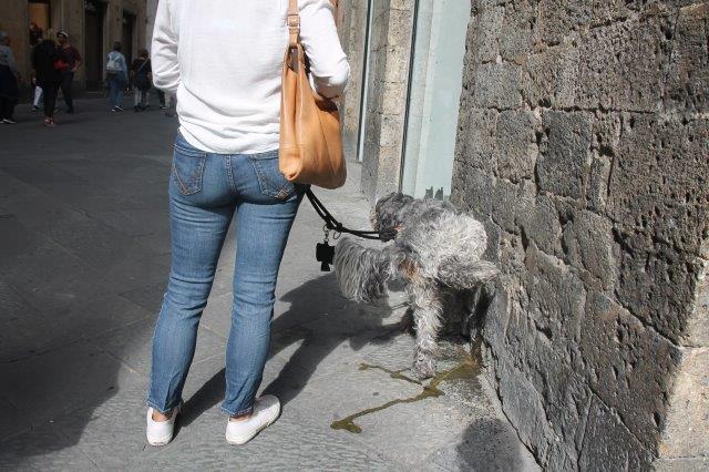 siena pisciata di cane
