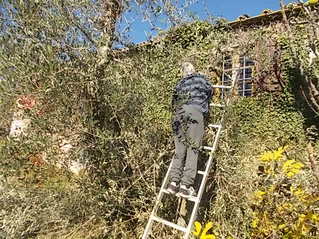 vasco vertine potare ulivi a novembre