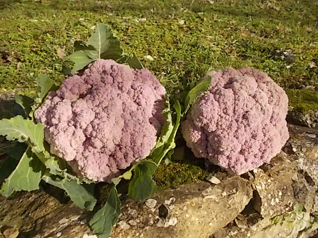 cavolfiore rosa vertine