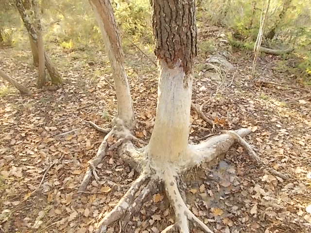 daino corna pino corteccia vertine