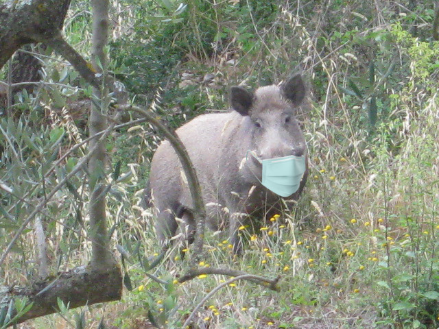 cinghiale protetto da peste suina africana