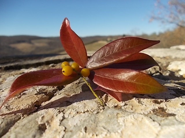 foglie di gelsomino e vischio gennaio