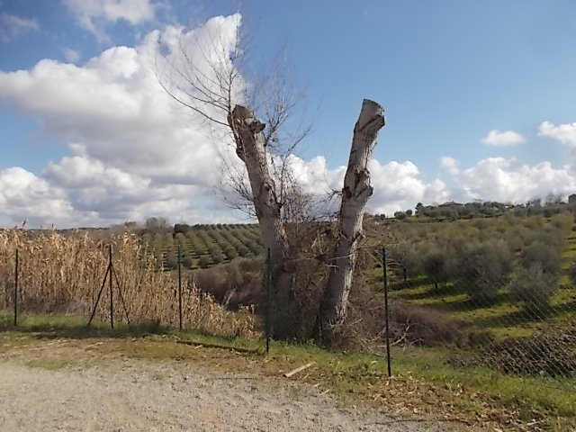 castelnuovo berardenga risultato capitozzatura pioppi piazzale scuole