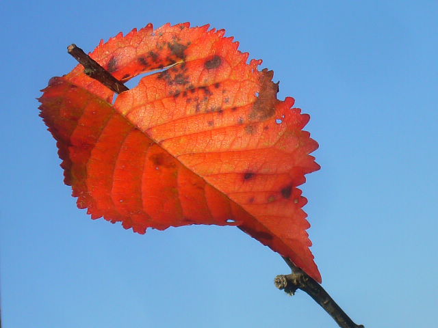 compleanno signora marisa