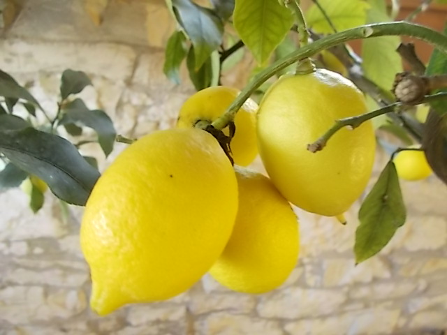 limoni vertine 2022