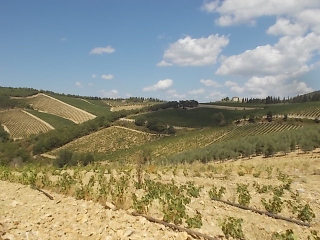 vertine chianti (1)