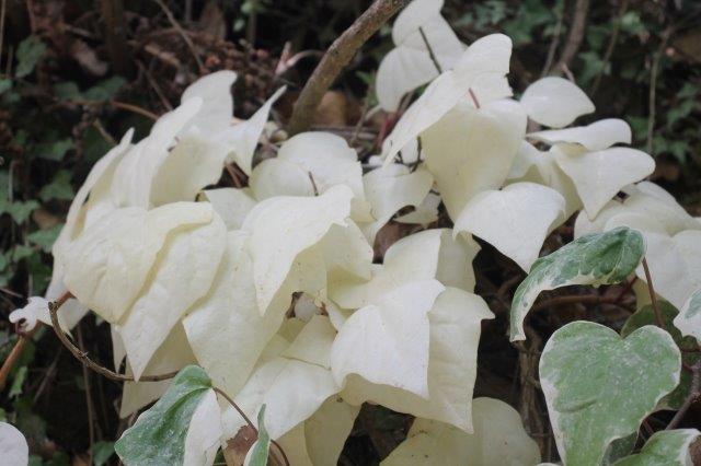 edera albina